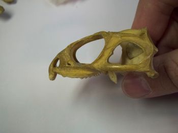 Media type: image;   Herpetology R-4702